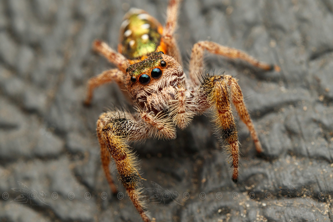 Paraphidippus aurantius Golden Jumping Spider<br />
<br />
<figure class="photo"><a href="https://www.jungledragon.com/image/160743/paraphidippus_aurantius.html" title="Paraphidippus aurantius"><img src="https://s3.amazonaws.com/media.jungledragon.com/images/4526/160743_thumb.jpg?AWSAccessKeyId=05GMT0V3GWVNE7GGM1R2&Expires=1759968010&Signature=9VsUalovlYtG9zWHZtq2x9aoQFM%3D" width="200" height="134" alt="Paraphidippus aurantius Golden Jumping Spider<br />
<br />
https://www.jungledragon.com/image/160744/paraphidippus_aurantius.html Golden Jumping Spider,Paraphidippus aurantius" /></a></figure> Golden Jumping Spider,Paraphidippus aurantius