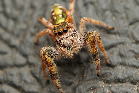 Paraphidippus aurantius Golden Jumping Spider

https://www.jungledragon.com/image/160743/paraphidippus_aurantius.html Golden Jumping Spider,Paraphidippus aurantius