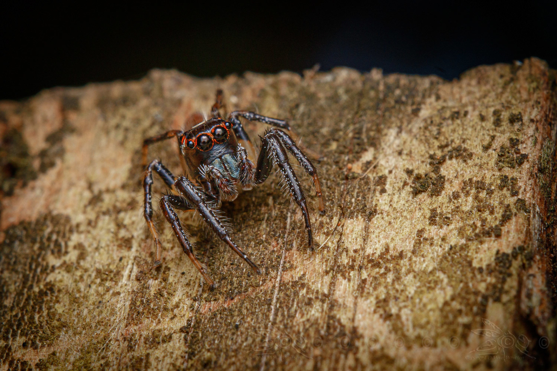 Colonus sylvanus Sylvan Jumping Spider<br />
<figure class="photo"><a href="https://www.jungledragon.com/image/160738/colonus_sylvanus.html" title="Colonus sylvanus"><img src="https://s3.amazonaws.com/media.jungledragon.com/images/4526/160738_thumb.jpg?AWSAccessKeyId=05GMT0V3GWVNE7GGM1R2&Expires=1759968010&Signature=gOVJ50iY2D%2B%2B7aBk3iZMlgd4VyE%3D" width="200" height="134" alt="Colonus sylvanus Sylvan Jumping Spider (Colonus sylvanus)<br />
https://www.jungledragon.com/image/160745/colonus_sylvanus.html Colonus sylvanus,Sylvan Jumping Spider" /></a></figure> Colonus sylvanus,Sylvan Jumping Spider
