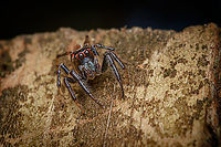 Colonus sylvanus Sylvan Jumping Spider<br />
https://www.jungledragon.com/image/160738/colonus_sylvanus.html Colonus sylvanus,Sylvan Jumping Spider
