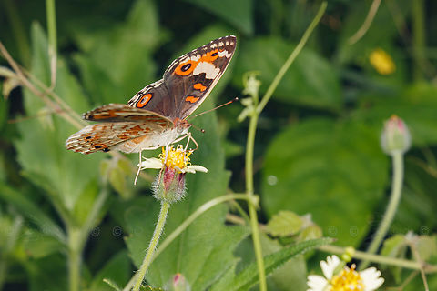 Junonia orithya Blue Pansy (Junonia orithya)  Blue Pansy,Geotagged,Junonia orithya,Philippines,Philipppines,Summer