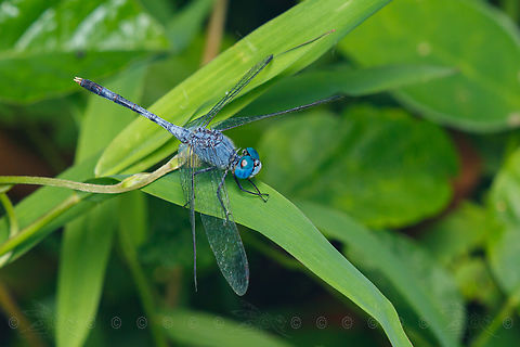 Diplacodes trivialis Chalky Percher Chalky Percher,Diplacodes trivialis,Geotagged,Philippines,Summer