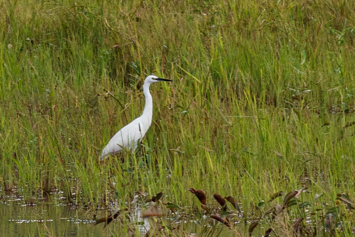 Egretta garzetta Little Egret Egretta garzetta,Geotagged,Little Egret,Philippines,Summer