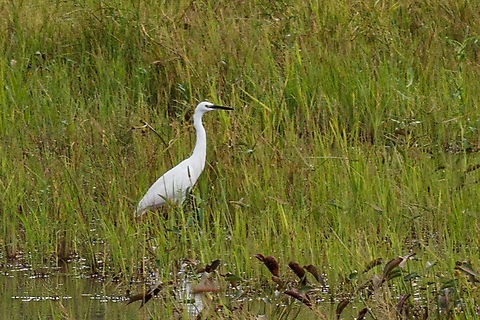 Egretta garzetta Little Egret Egretta garzetta,Geotagged,Little Egret,Philippines,Summer