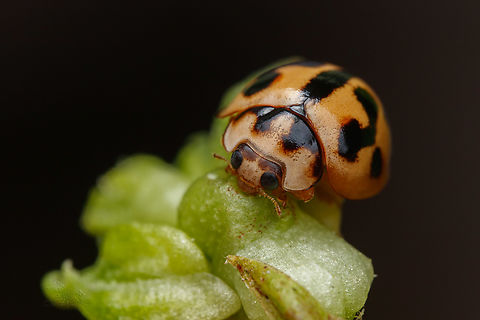 Coelophora inaequalis Variable Ladybird Coelophora inaequalis,Geotagged,Philippines,Summer,Variable Ladybird