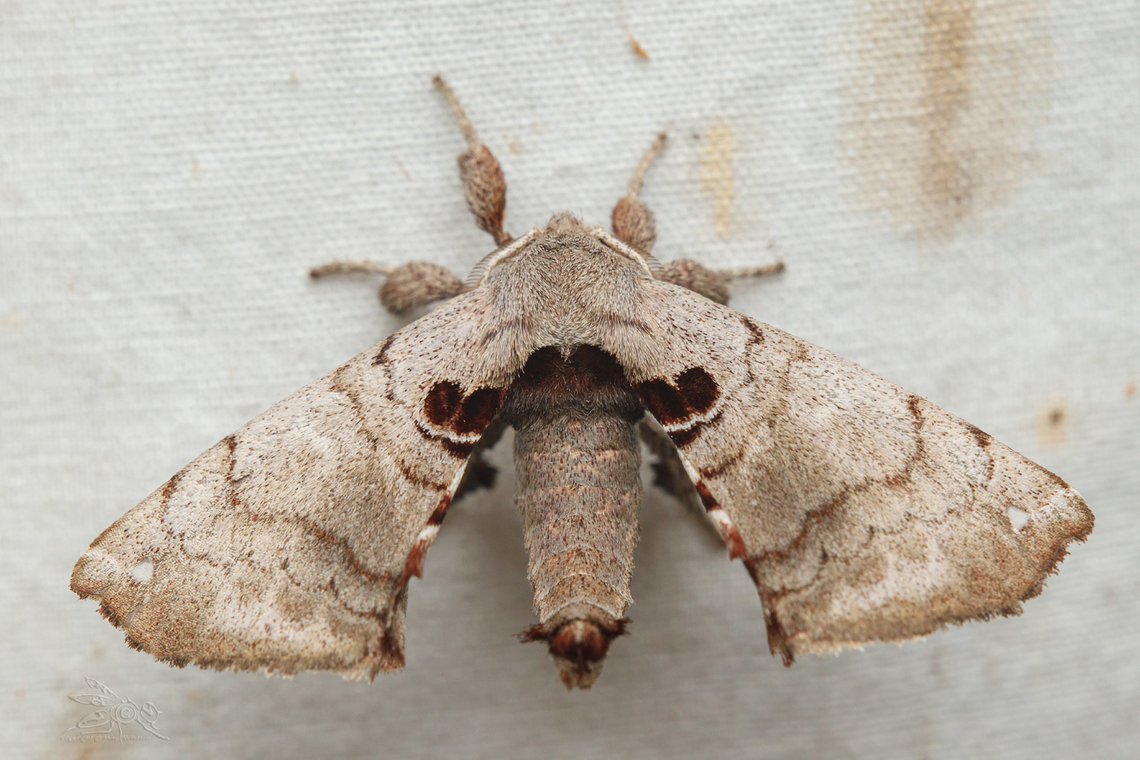 Apatelodes torrefacta Spotted Apatelodes Moth Apatelodes torrefacta,Geotagged,Spotted Apatelodes,Summer,United States