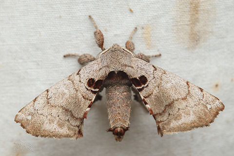 Apatelodes torrefacta Spotted Apatelodes Moth Apatelodes torrefacta,Geotagged,Spotted Apatelodes,Summer,United States