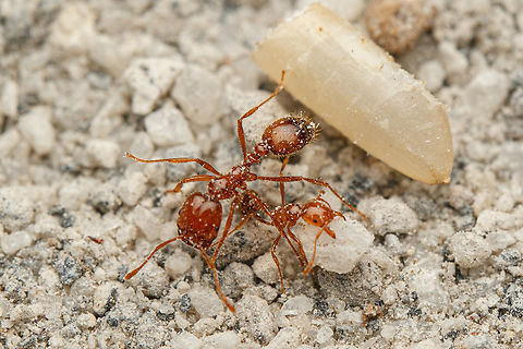 Solenopsis geminata_Philippines2023 Tropical Fire Ant (Solenopsis geminata) Philippines 2023 Philippines,Solenopsis geminata,Tropical Fire Ant