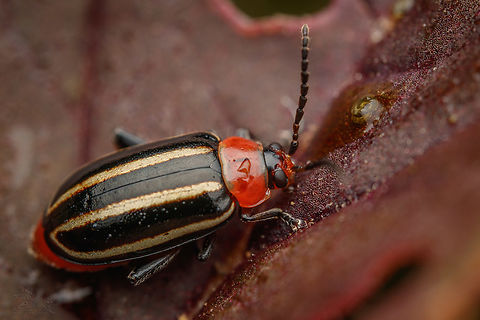 Disonycha glabrata - Southeastern USA Pigweed Flea Beetle Disonycha glabrata,Pigweed Flea Beetle,Southeastern USA