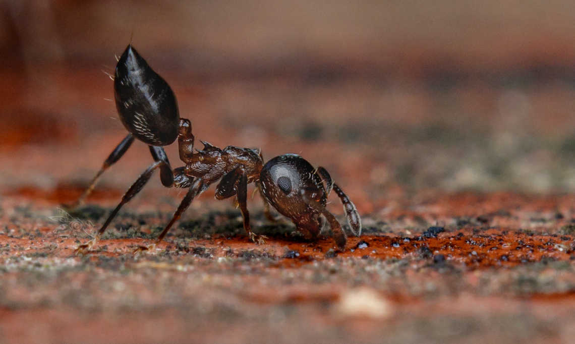 Crematogaster ashmeadi - Southeastern USA Ashmead's Acrobat Ant Ashmead's Acrobat Ant,Crematogaster ashmeadi