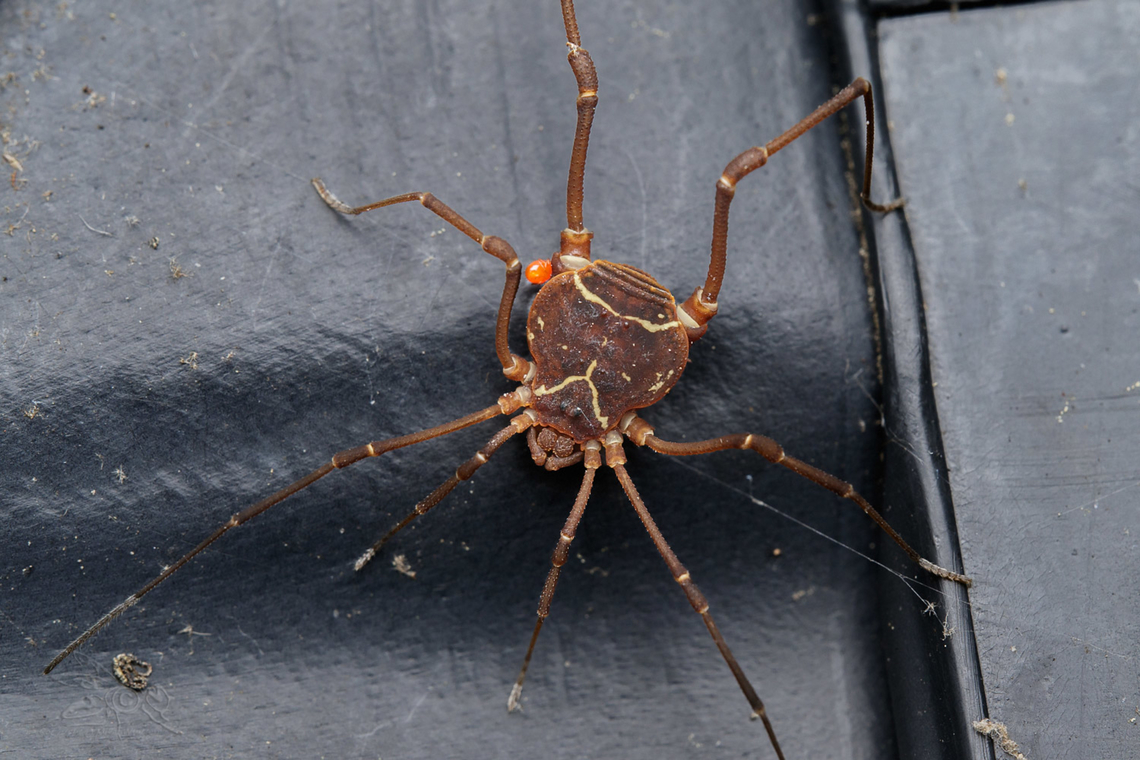 Libitioides sayi  - United States Libitioides sayi  - a member of Pied Harvestmen (Family Cosmetidae)<br />
<figure class="photo"><a href="https://www.jungledragon.com/image/160757/libitioides_sayi_-_united_states.html" title="Libitioides sayi  - United States"><img src="https://s3.amazonaws.com/media.jungledragon.com/images/4526/160757_thumb.jpg?AWSAccessKeyId=05GMT0V3GWVNE7GGM1R2&Expires=1759968010&Signature=4uCOlqNs0M5b9Ml9RpBBaWGvW%2B0%3D" width="200" height="134" alt="Libitioides sayi  - United States Libitioides sayi  - a member of Pied Harvestmen {Family Cosmetidae}<br />
https://www.jungledragon.com/image/160755/libitioides_sayi_-_united_states.html Cosmetidae,Geotagged,Libitioides sayi,Pied Harvestmen,Spring,United States" /></a></figure> Geotagged,Libitioides sayi,Pied Harvestmen,Spring,United States