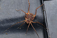 Libitioides sayi  - United States Libitioides sayi  - a member of Pied Harvestmen (Family Cosmetidae)<br />
https://www.jungledragon.com/image/160757/libitioides_sayi_-_united_states.html Geotagged,Libitioides sayi,Pied Harvestmen,Spring,United States