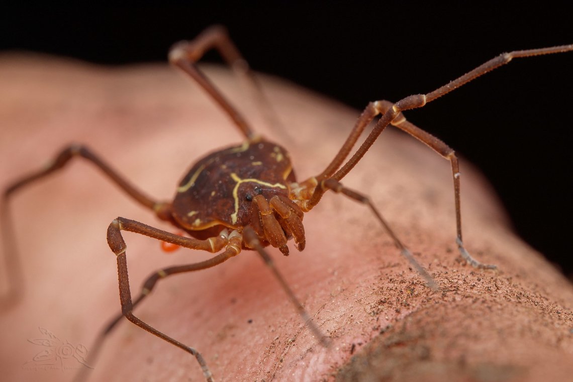 Libitioides sayi  - United States Libitioides sayi  - a member of Pied Harvestmen {Family Cosmetidae}<br />
<figure class="photo"><a href="https://www.jungledragon.com/image/160755/libitioides_sayi_-_united_states.html" title="Libitioides sayi  - United States"><img src="https://s3.amazonaws.com/media.jungledragon.com/images/4526/160755_thumb.jpg?AWSAccessKeyId=05GMT0V3GWVNE7GGM1R2&Expires=1763596810&Signature=X8ezZ%2B7US1xUiwscxpLX2mR7RKA%3D" width="200" height="134" alt="Libitioides sayi  - United States Libitioides sayi  - a member of Pied Harvestmen (Family Cosmetidae)<br />
https://www.jungledragon.com/image/160757/libitioides_sayi_-_united_states.html Geotagged,Libitioides sayi,Pied Harvestmen,Spring,United States" /></a></figure> Cosmetidae,Geotagged,Libitioides sayi,Pied Harvestmen,Spring,United States