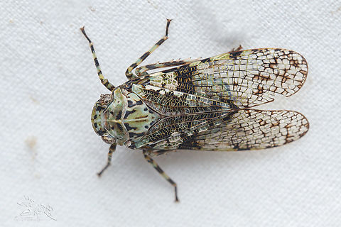 Scaralina marmorata Scaralina marmorata - planthopper Scaralina marmorata,United States,planthopper