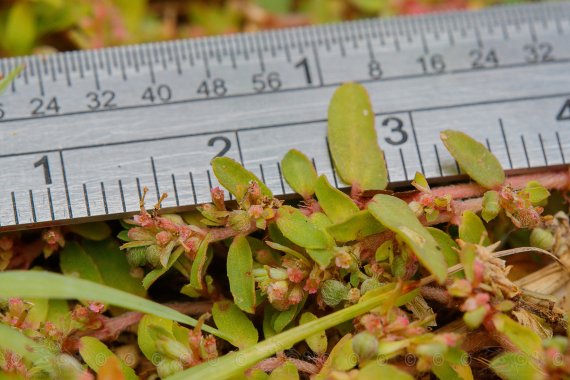 Euphorbia maculata Spotted Spurge Euphorbia maculata,Spotted Spurge,United States
