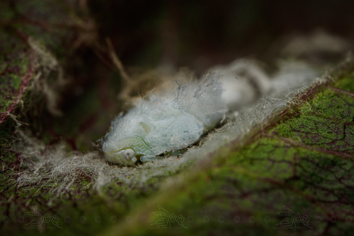 Flatormenis proxima (nymph) - USA Northern flatid planthopper<br />
<figure class="photo"><a href="https://www.jungledragon.com/image/160803/flatormenis_proxima_nymph_-_usa.html" title="Flatormenis proxima (nymph) - USA"><img src="https://s3.amazonaws.com/media.jungledragon.com/images/4526/160803_thumb.jpg?AWSAccessKeyId=05GMT0V3GWVNE7GGM1R2&Expires=1767225610&Signature=%2BctvK79kXru4ekBnGrIZYBhkOlE%3D" width="200" height="134" alt="Flatormenis proxima (nymph) - USA Northern flatid planthopper (nymph)<br />
https://www.jungledragon.com/image/160802/flatormenis_proxima_-_usa.html Flatormenis proxima,Northern flatid planthopper,United States,nymph" /></a></figure> Flatormenis proxima,Northern flatid planthopper,United States,nymph