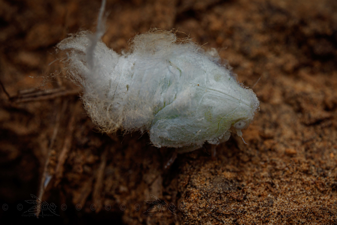 Flatormenis proxima (nymph) - USA Northern flatid planthopper (nymph)<br />
<figure class="photo"><a href="https://www.jungledragon.com/image/160802/flatormenis_proxima_nymph_-_usa.html" title="Flatormenis proxima (nymph) - USA"><img src="https://s3.amazonaws.com/media.jungledragon.com/images/4526/160802_thumb.jpg?AWSAccessKeyId=05GMT0V3GWVNE7GGM1R2&Expires=1759968010&Signature=RJhk0nuBeJYNcDTEs6f25E52hPo%3D" width="200" height="134" alt="Flatormenis proxima (nymph) - USA Northern flatid planthopper<br />
https://www.jungledragon.com/image/160803/img_2455_052524_t7i_akdiff_lowled.html Flatormenis proxima,Northern flatid planthopper,United States,nymph" /></a></figure> Flatormenis proxima,Northern flatid planthopper,United States,nymph