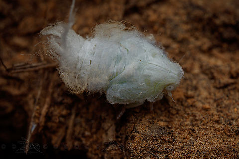 Flatormenis proxima (nymph) - USA Northern flatid planthopper (nymph)
https://www.jungledragon.com/image/160802/flatormenis_proxima_-_usa.html Flatormenis proxima,Northern flatid planthopper,United States,nymph