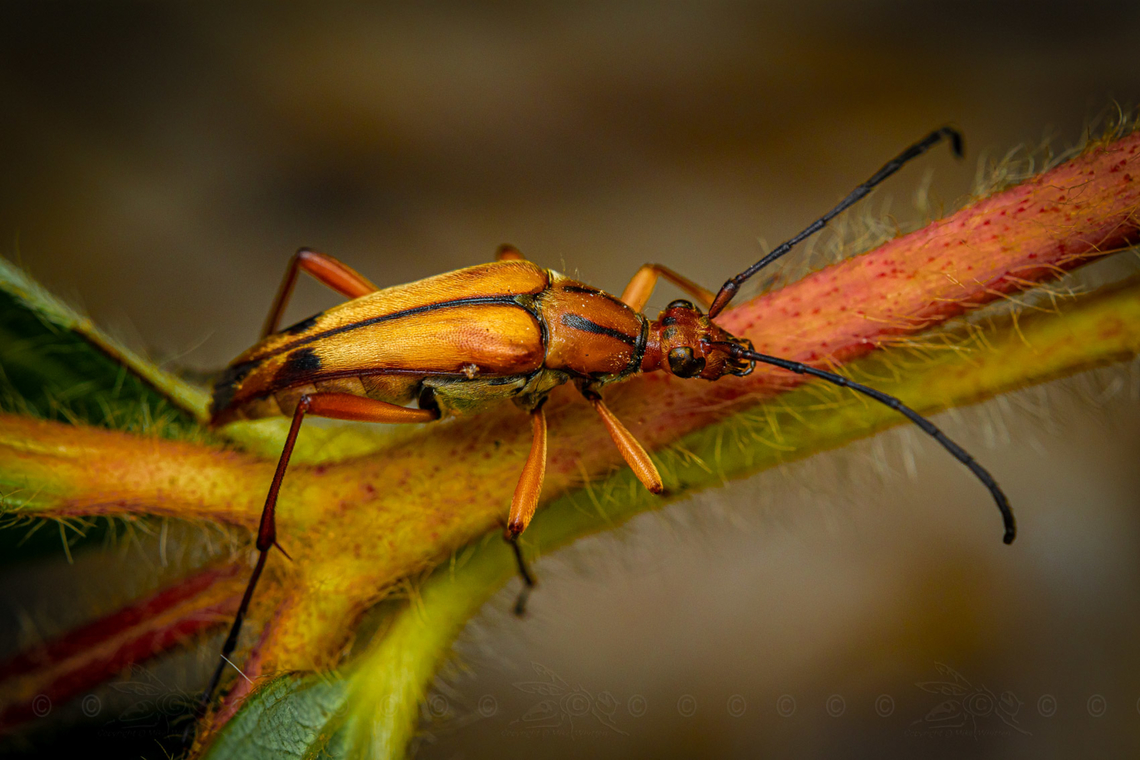 Strangalia famelica Slender Flower Longhorn Beetle<br />
<figure class="photo"><a href="https://www.jungledragon.com/image/160838/strangalia_famelica.html" title="Strangalia famelica"><img src="https://s3.amazonaws.com/media.jungledragon.com/images/4526/160838_thumb.jpg?AWSAccessKeyId=05GMT0V3GWVNE7GGM1R2&Expires=1767225610&Signature=TOuELWBGmVoHY2rvgz9Rd%2BFvV30%3D" width="200" height="134" alt="Strangalia famelica Slender Flower Longhorn Beetle <br />
https://www.jungledragon.com/image/160837/strangalia_famelica.html Cerambycidae,Slender Flower Longhorn Beetle,Strangalia famelica,USA,United States,beetle" /></a></figure> Cerambycidae,Slender Flower Longhorn Beetle,Strangalia famelica,USA,United States,beetle
