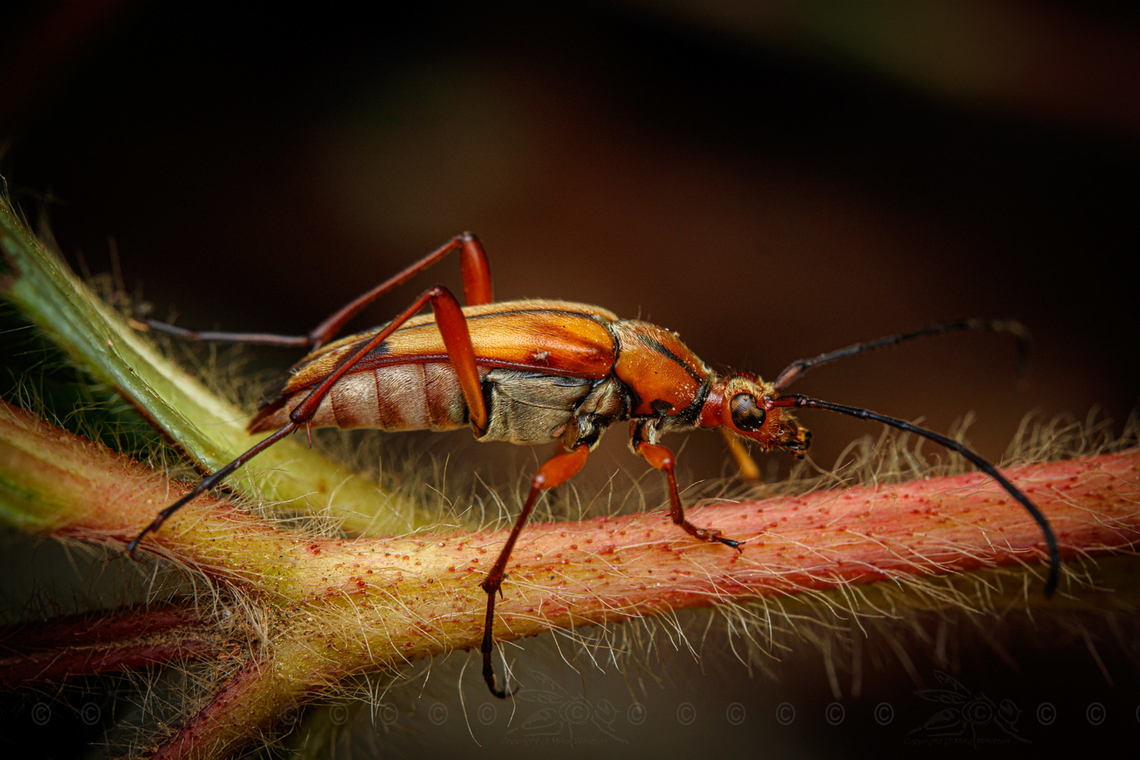 Strangalia famelica Slender Flower Longhorn Beetle <br />
<figure class="photo"><a href="https://www.jungledragon.com/image/160837/strangalia_famelica.html" title="Strangalia famelica"><img src="https://s3.amazonaws.com/media.jungledragon.com/images/4526/160837_thumb.jpg?AWSAccessKeyId=05GMT0V3GWVNE7GGM1R2&Expires=1767225610&Signature=1vy%2BoyBqCvYNxtXj87G9OTiEEPw%3D" width="200" height="134" alt="Strangalia famelica Slender Flower Longhorn Beetle<br />
https://www.jungledragon.com/image/160838/strangalia_famelica.html Cerambycidae,Slender Flower Longhorn Beetle,Strangalia famelica,USA,United States,beetle" /></a></figure> Cerambycidae,Slender Flower Longhorn Beetle,Strangalia famelica,USA,United States,beetle