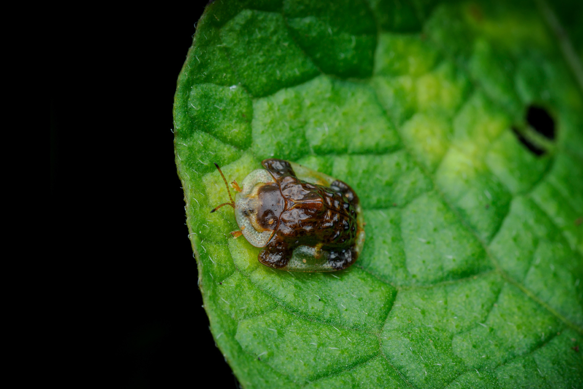 Helocassis clavata Clavate Tortoise Beetle  Clavate Tortoise Beetle,Helocassis clavata,USA,beetle,macro