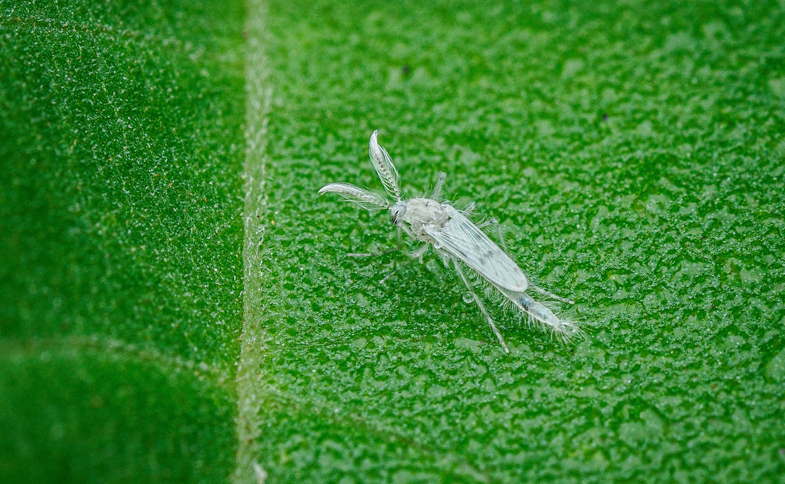 Chaoborus albatus Chaoborus albatus is a species of phantom midges in the family Chaoboridae. Chaoboridae,Chaoborus albatus,United States,midge,phantom midge