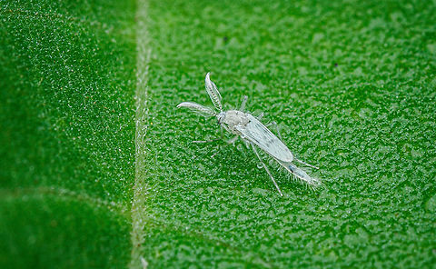 Chaoborus albatus Chaoborus albatus is a species of phantom midges in the family Chaoboridae. Chaoboridae,Chaoborus albatus,United States,midge,phantom midge