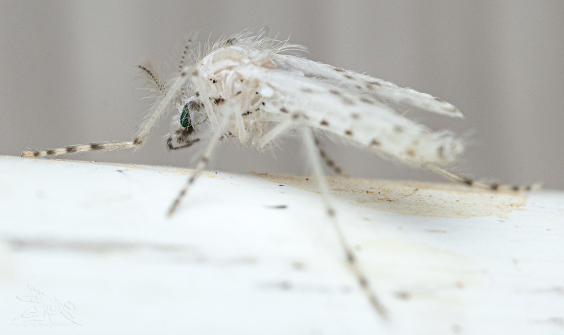 Chaoborus albatus  Chaoborus albatus,Phantom Midge,United States