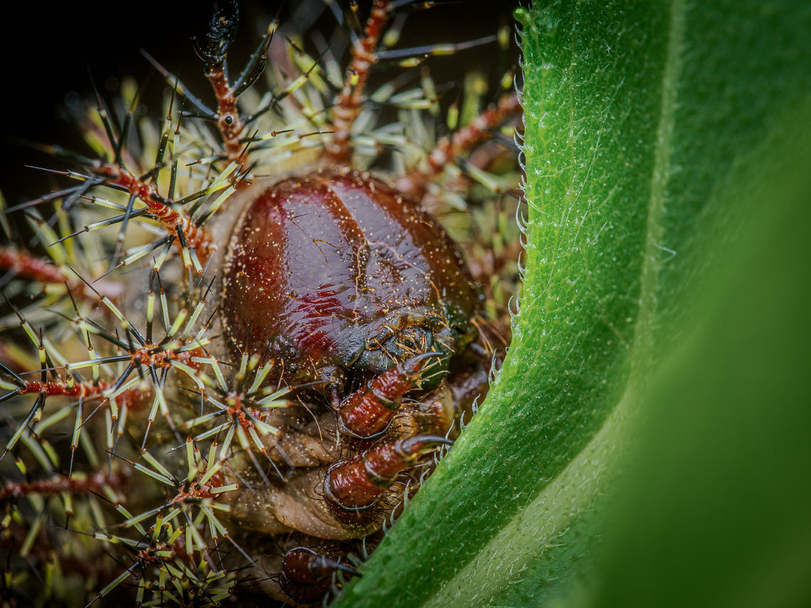 Hemileuca maia Larva Hemileuca maia - Buck Moth larva<br />
<figure class="photo"><a href="https://www.jungledragon.com/image/161444/hemileuca_maia_larva.html" title="Hemileuca maia Larva"><img src="https://s3.amazonaws.com/media.jungledragon.com/images/4526/161444_thumb.jpg?AWSAccessKeyId=05GMT0V3GWVNE7GGM1R2&Expires=1769040010&Signature=RCzy4T74yl6SOJA%2BmViFtR1wEJI%3D" width="200" height="150" alt="Hemileuca maia Larva Hemileuca maia - Buck moth larva<br />
https://www.jungledragon.com/image/161443/hemileuca_maia_larva.html Buck moth,Hemileuca maia,United States,larva" /></a></figure> Buck moth,Hemileuca maia,United States,larva