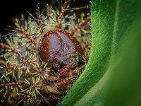 Hemileuca maia Larva Hemileuca maia - Buck Moth larva<br />
https://www.jungledragon.com/image/161444/hemileuca_maia_larva.html Buck moth,Hemileuca maia,United States,larva