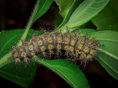 Hemileuca maia Larva Hemileuca maia - Buck moth larva
https://www.jungledragon.com/image/161443/hemileuca_maia_larva.html Buck moth,Hemileuca maia,United States,larva
