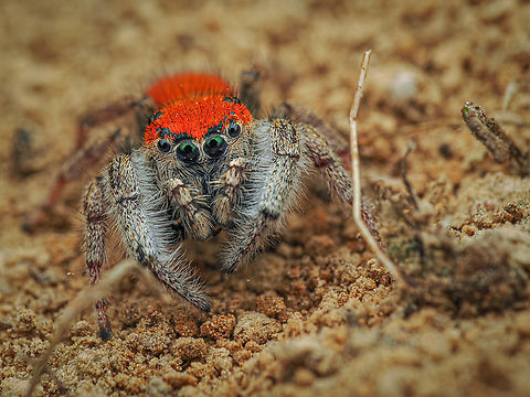 Phidippus whitmani Whitman's Jumping Spider
Phidippus whitmani
https://www.jungledragon.com/image/161446/phidippus_whitmani.html Geotagged,Phidippus whitmani,Spring,United States,Whitman's Jumping Spider