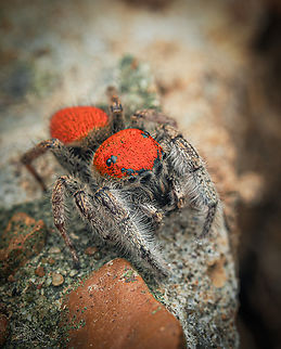 Phidippus whitmani Whitman's Jumping Spider
Phidippus whitmani
https://www.jungledragon.com/image/161445/phidippus_whitmani.html Geotagged,Phidippus whitmani,Spring,United States,Whitman's Jumping Spider