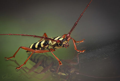 Dryobius sexnotatus Six-banded Longhorn Beetle 
Dryobius sexnotatus
https://www.jungledragon.com/image/161448/dryobius_sexnotatus.html
https://www.jungledragon.com/image/161449/dryobius_sexnotatus.html Dryobius sexnotatus,Six-banded Longhorn Beetle,United States