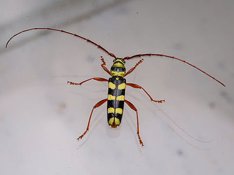 Dryobius sexnotatus Six-banded Longhorn Beetle 
Dryobius sexnotatus
https://www.jungledragon.com/image/161447/dryobius_sexnotatus.html
https://www.jungledragon.com/image/161449/dryobius_sexnotatus.html Dryobius sexnotatus,Six-banded Longhorn Beetle