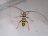 Dryobius sexnotatus Six-banded Longhorn Beetle <br />
Dryobius sexnotatus<br />
https://www.jungledragon.com/image/161447/dryobius_sexnotatus.html<br />
https://www.jungledragon.com/image/161449/dryobius_sexnotatus.html Dryobius sexnotatus,Six-banded Longhorn Beetle