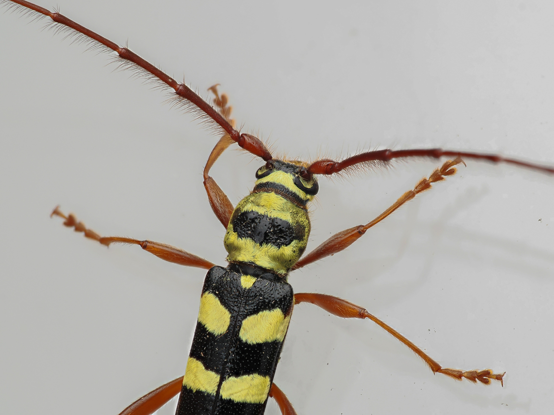 Dryobius sexnotatus Six-banded Longhorn Beetle <br />
Dryobius sexnotatus<br />
<figure class="photo"><a href="https://www.jungledragon.com/image/161447/dryobius_sexnotatus.html" title="Dryobius sexnotatus"><img src="https://s3.amazonaws.com/media.jungledragon.com/images/4526/161447_thumb.jpg?AWSAccessKeyId=05GMT0V3GWVNE7GGM1R2&Expires=1759968010&Signature=I0ew%2BRJ7m6ykLswtJAsrqdXogR4%3D" width="200" height="136" alt="Dryobius sexnotatus Six-banded Longhorn Beetle <br />
Dryobius sexnotatus<br />
https://www.jungledragon.com/image/161448/dryobius_sexnotatus.html<br />
https://www.jungledragon.com/image/161449/dryobius_sexnotatus.html Dryobius sexnotatus,Six-banded Longhorn Beetle,United States" /></a></figure><br />
<figure class="photo"><a href="https://www.jungledragon.com/image/161448/dryobius_sexnotatus.html" title="Dryobius sexnotatus"><img src="https://s3.amazonaws.com/media.jungledragon.com/images/4526/161448_thumb.jpg?AWSAccessKeyId=05GMT0V3GWVNE7GGM1R2&Expires=1759968010&Signature=q%2FSu9ur9TUdHqZEwIDhKphO3yc8%3D" width="200" height="150" alt="Dryobius sexnotatus Six-banded Longhorn Beetle <br />
Dryobius sexnotatus<br />
https://www.jungledragon.com/image/161447/dryobius_sexnotatus.html<br />
https://www.jungledragon.com/image/161449/dryobius_sexnotatus.html Dryobius sexnotatus,Six-banded Longhorn Beetle" /></a></figure> Dryobius sexnotatus,Six-banded Longhorn Beetle