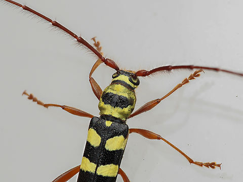 Dryobius sexnotatus Six-banded Longhorn Beetle 
Dryobius sexnotatus
https://www.jungledragon.com/image/161447/dryobius_sexnotatus.html
https://www.jungledragon.com/image/161448/dryobius_sexnotatus.html Dryobius sexnotatus,Six-banded Longhorn Beetle