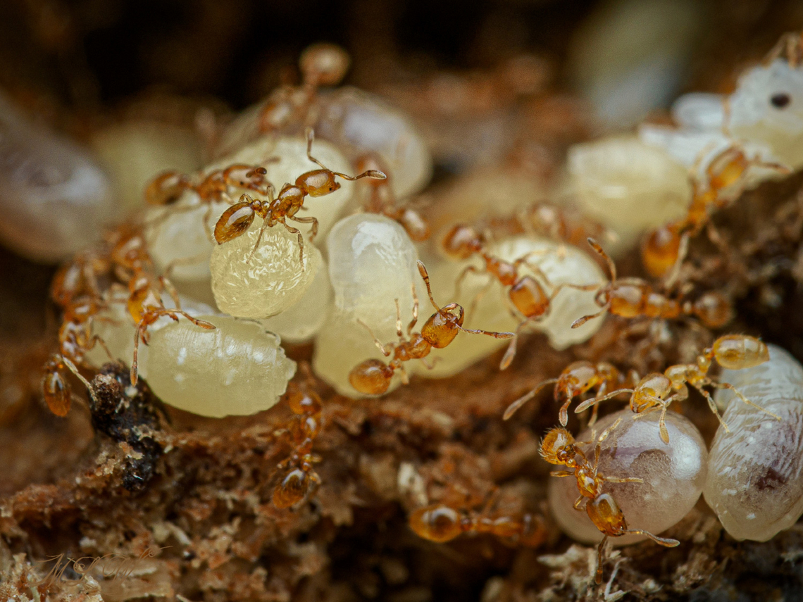 Solenopsis molesta Common American Thief Ant<br />
Solenopsis molesta Common American Thief Ant,Solenopsis molesta,United States,ant