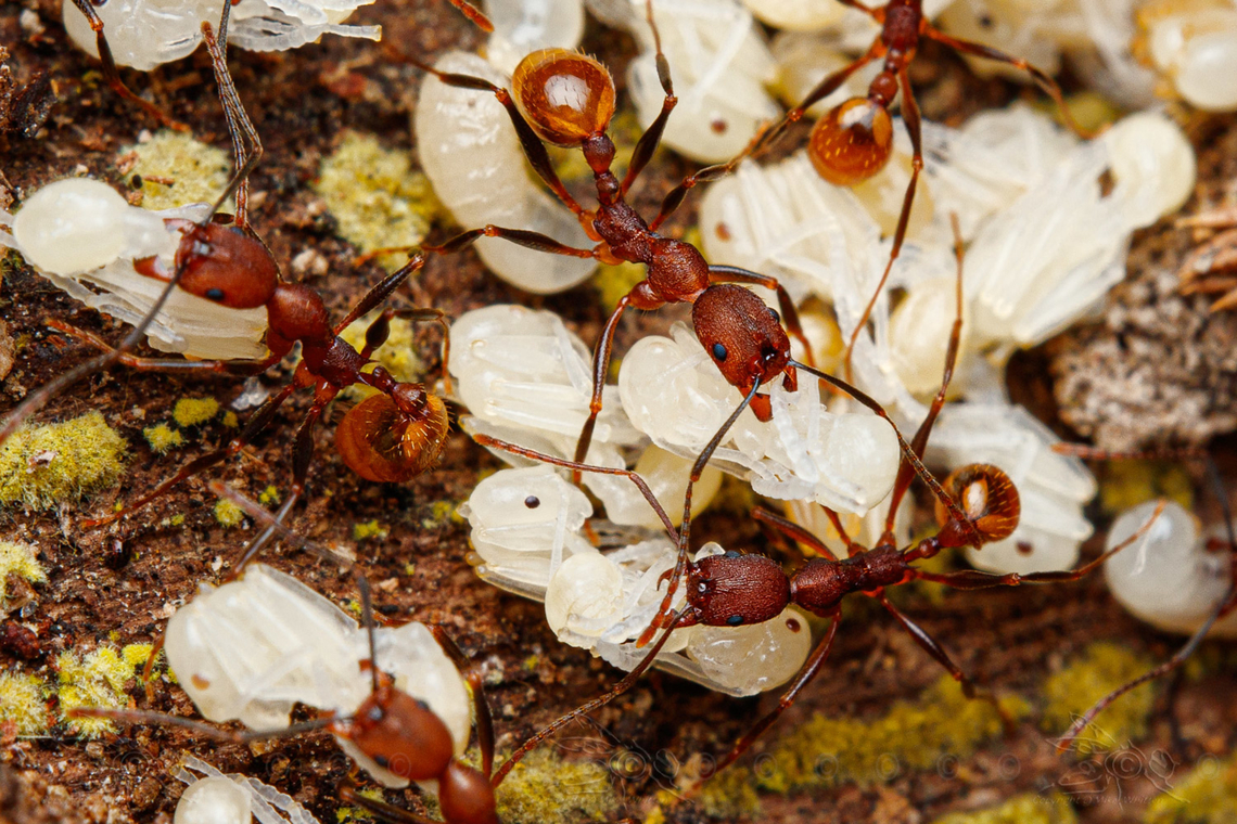 Aphaenogaster lamellidens Notched Collared Ant<br />
Aphaenogaster lamellidens Aphaenogaster lamellidens,Notched Collared Ant