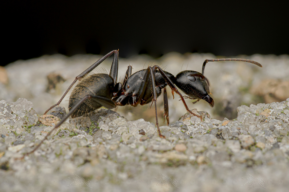 Camponotus pennsylvanicus Eastern Black Carpenter Ant <br />
Camponotus pennsylvanicus<br />
 Black carpenter ant,Camponotus pennsylvanicus,United States,ant