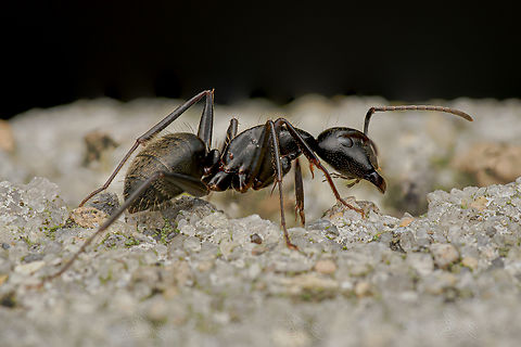 Camponotus pennsylvanicus Eastern Black Carpenter Ant 
Camponotus pennsylvanicus
 Black carpenter ant,Camponotus pennsylvanicus,United States,ant