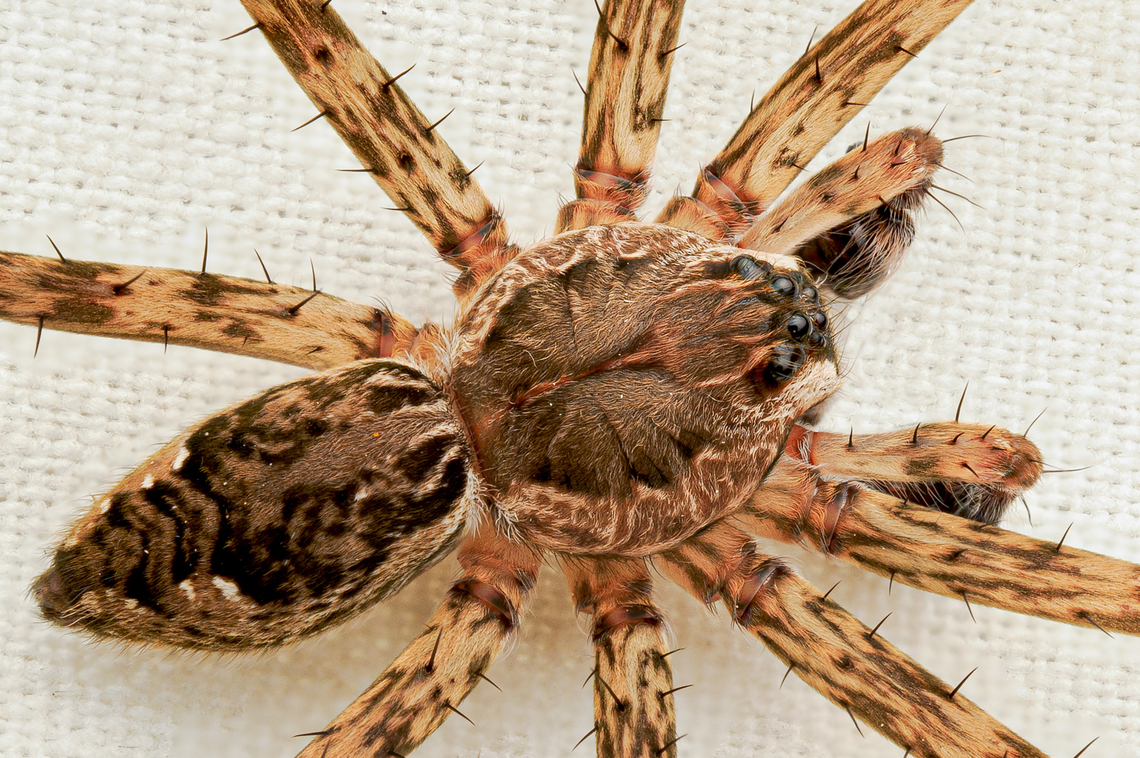 Dolomedes tenebrosus Dark Fishing Spider<br />
Dolomedes tenebrosus<br />
<figure class="photo"><a href="https://www.jungledragon.com/image/161476/dolomedes_tenebrosus.html" title="Dolomedes tenebrosus"><img src="https://s3.amazonaws.com/media.jungledragon.com/images/4526/161476_thumb.jpg?AWSAccessKeyId=05GMT0V3GWVNE7GGM1R2&Expires=1759968010&Signature=6TULBSRDVEuu9jOBG3RWyrCwrbQ%3D" width="200" height="128" alt="Dolomedes tenebrosus Dark Fishing Spider<br />
Dolomedes tenebrosus<br />
https://www.jungledragon.com/image/161475/dolomedes_tenebrosus.html Dark Fishing Spider,Dolomedes tenebrosus" /></a></figure> Dark Fishing Spider,Dolomedes tenebrosus,United States,male,spider,summer