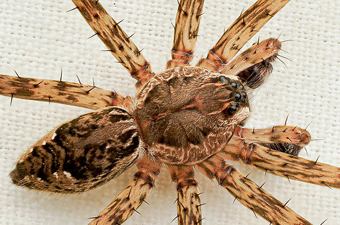 Dolomedes tenebrosus Dark Fishing Spider
Dolomedes tenebrosus
https://www.jungledragon.com/image/161476/p6170026_061724_om1mk2_60mm_akdiff0032stack.html Dark Fishing Spider,Dolomedes tenebrosus,United States,male,spider,summer