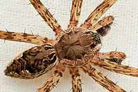 Dolomedes tenebrosus Dark Fishing Spider<br />
Dolomedes tenebrosus<br />
https://www.jungledragon.com/image/161476/p6170026_061724_om1mk2_60mm_akdiff0032stack.html Dark Fishing Spider,Dolomedes tenebrosus,United States,male,spider,summer
