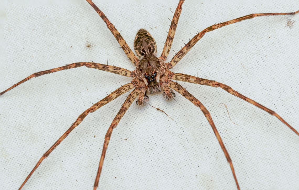 Dolomedes tenebrosus Dark Fishing Spider<br />
Dolomedes tenebrosus<br />
<figure class="photo"><a href="https://www.jungledragon.com/image/161475/dolomedes_tenebrosus.html" title="Dolomedes tenebrosus"><img src="https://s3.amazonaws.com/media.jungledragon.com/images/4526/161475_thumb.jpg?AWSAccessKeyId=05GMT0V3GWVNE7GGM1R2&Expires=1759968010&Signature=6lVsDgdGFpY4KumDTxtMuM4gMGg%3D" width="200" height="134" alt="Dolomedes tenebrosus Dark Fishing Spider<br />
Dolomedes tenebrosus<br />
https://www.jungledragon.com/image/161476/p6170026_061724_om1mk2_60mm_akdiff0032stack.html Dark Fishing Spider,Dolomedes tenebrosus,United States,male,spider,summer" /></a></figure> Dark Fishing Spider,Dolomedes tenebrosus