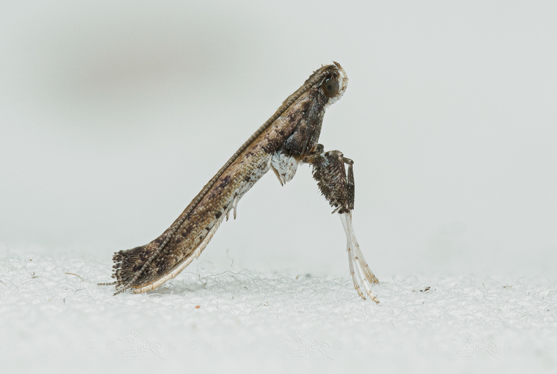 Caloptilia rhoifoliella Caloptilia rhoifoliella<br />
Sumac leafblotch miner moth<br />
<figure class="photo"><a href="https://www.jungledragon.com/image/161513/caloptilia_rhoifoliella.html" title="Caloptilia rhoifoliella"><img src="https://s3.amazonaws.com/media.jungledragon.com/images/4526/161513_thumb.jpg?AWSAccessKeyId=05GMT0V3GWVNE7GGM1R2&Expires=1770854410&Signature=lVTKcxw1rGvvMBLO8UmIYn2JXtg%3D" width="200" height="136" alt="Caloptilia rhoifoliella Sumac Leaf Blotch Miner Moth<br />
Caloptilia rhoifoliella<br />
https://www.jungledragon.com/image/161494/caloptilia_rhoifoliella.html Caloptilia rhoifoliella,Sumac Leaf Blotch Miner Moth" /></a></figure><br />
 Caloptilia rhoifoliella,Lepidoptera,Sumac leafblotch miner,United States,moth