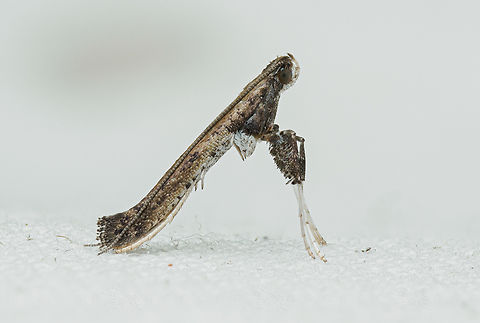 Caloptilia rhoifoliella Caloptilia rhoifoliella
Sumac leafblotch miner moth
https://www.jungledragon.com/image/161513/caloptilia_rhoifoliella.html
 Caloptilia rhoifoliella,Lepidoptera,Sumac leafblotch miner,United States,moth