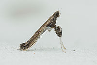 Caloptilia rhoifoliella Caloptilia rhoifoliella<br />
Sumac leafblotch miner moth<br />
https://www.jungledragon.com/image/161513/caloptilia_rhoifoliella.html<br />
 Caloptilia rhoifoliella,Lepidoptera,Sumac leafblotch miner,United States,moth