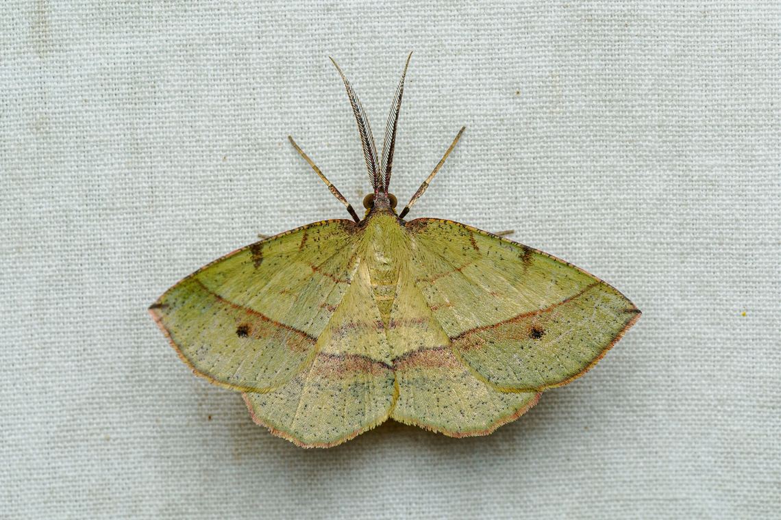 Erastria cruentaria Thin-Lined Erastria<br />
Erastria cruentaria Erastria cruentaria,Thin-Lined Erastria,United States,lepidoptera,moth